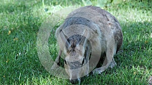 The Patagonian mara is a large rodent (Patagonian guinea pig, Patagonian hare or dilabi)