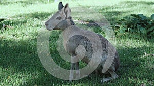 The Patagonian mara is a large rodent (Patagonian guinea pig, Patagonian hare or dilabi)