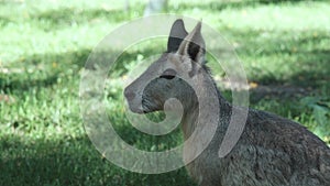 The Patagonian mara is a large rodent (Patagonian guinea pig, Patagonian hare or dilabi)