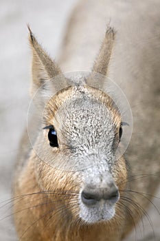 Patagonian mara looks into the camera