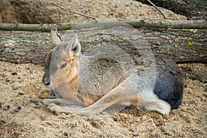 Patagonian Mara lying on a sandy ground.