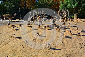 The Patagonian mara is a relatively large rodent