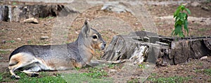 The Patagonian mara is a relatively large rodent