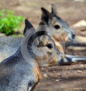 The Patagonian mara is a relatively large rodent in the mara genus.