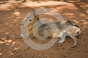 Patagonian Mara resting