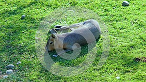 The Patagonian mara resting on the grass(Patagonian guinea pig, Patagonian hare or dilabi)