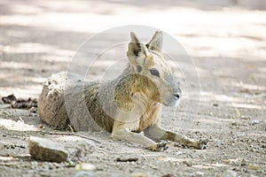 Patagonian mara resting at the ground