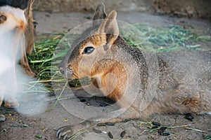 Patagonian Mara resting on ground in zoo, another animal blurred background, some green leaves food near