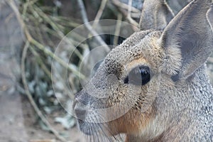 Patagonian Mara - rodent dillaby, portrait