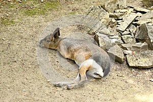 Patagonian mara - rodent lying on ground