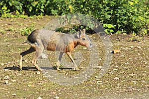 Patagonian mara