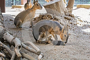 Patagonian mara (Dolichotis patagonum) and it's baby on the soil land inside the cage photo