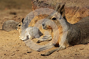 Patagonian Mara with young