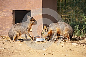 Patagonian mara at the zoo.