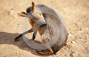 Patagonian mara at the zoo.