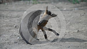 Patagonian mara at the zoo.