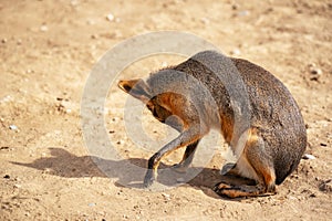 Patagonian mara at the zoo. photo