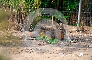 Patagonian mara at the zoo. photo