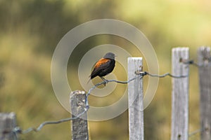 Patagonian Negrito photo