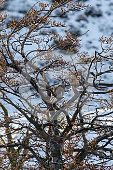 Patagonian owl (chuncho) solitary in a tree with few leaves