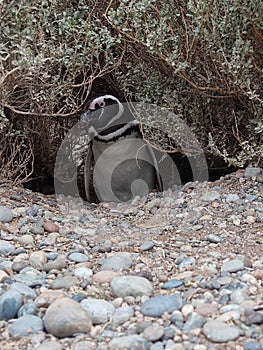 Patagonian Penguin