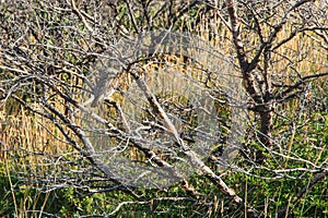 A Patagonian Pygmy Owl in Torres del Paine national park, Patagonia