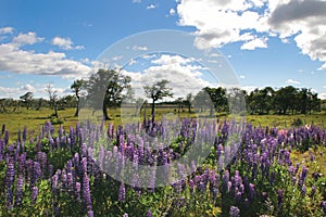 Patagonian Scenery