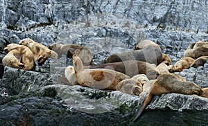 Patagonian sea lion colony, Beagle Channel