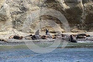 Patagonian sea lions on Marta Island.