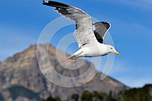 Patagonian seagull photo