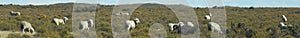 Patagonian sheep, Puerto Madryn, Argentina