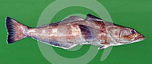 Patagonian toothfish