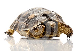 Patagonian Tortoise