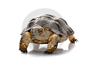 Patagonian Tortoise