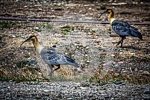 The Patagonian train. Ocean, pampas and snow in the deepest Argentina.Birds