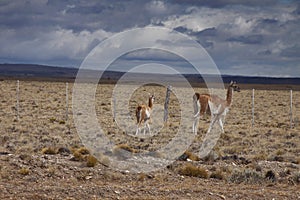 Patagonian Wildlife