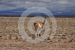 Patagonian Wildlife