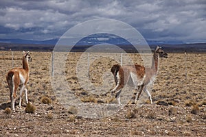 Patagonian Wildlife