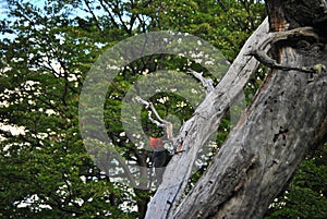 Patagonian woodpecker photo
