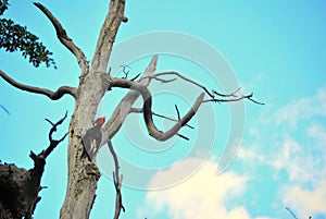 Patagonian woodpecker photo