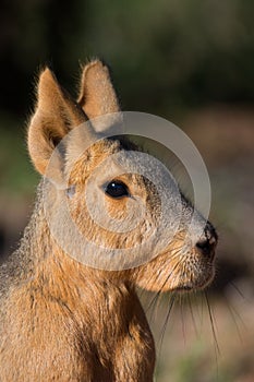 Patagonic hare photo
