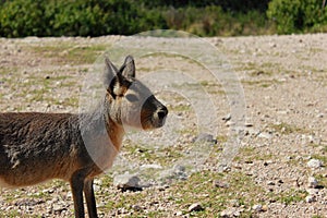 Patagonic rabbit