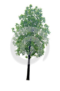 Patana oak Careya arborea Roxb tree