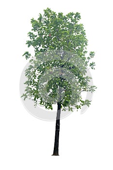 Patana oak (Careya arborea Roxb) tree
