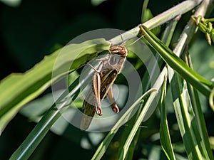 Patanga japonica grasshopper in the grass