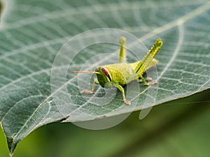 Patanga japonica grasshopper larva on broad leaf 2