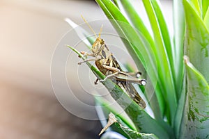 Patanga on the leaf. Macro insect,