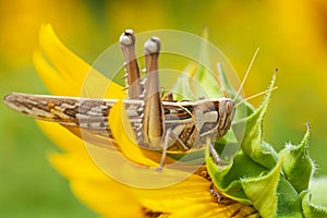 Patanga succincta or Bombay locust feeds on yellow sunflower