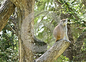 Patas Monkee in Zoo