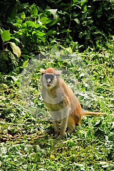 Patas Monkey photo